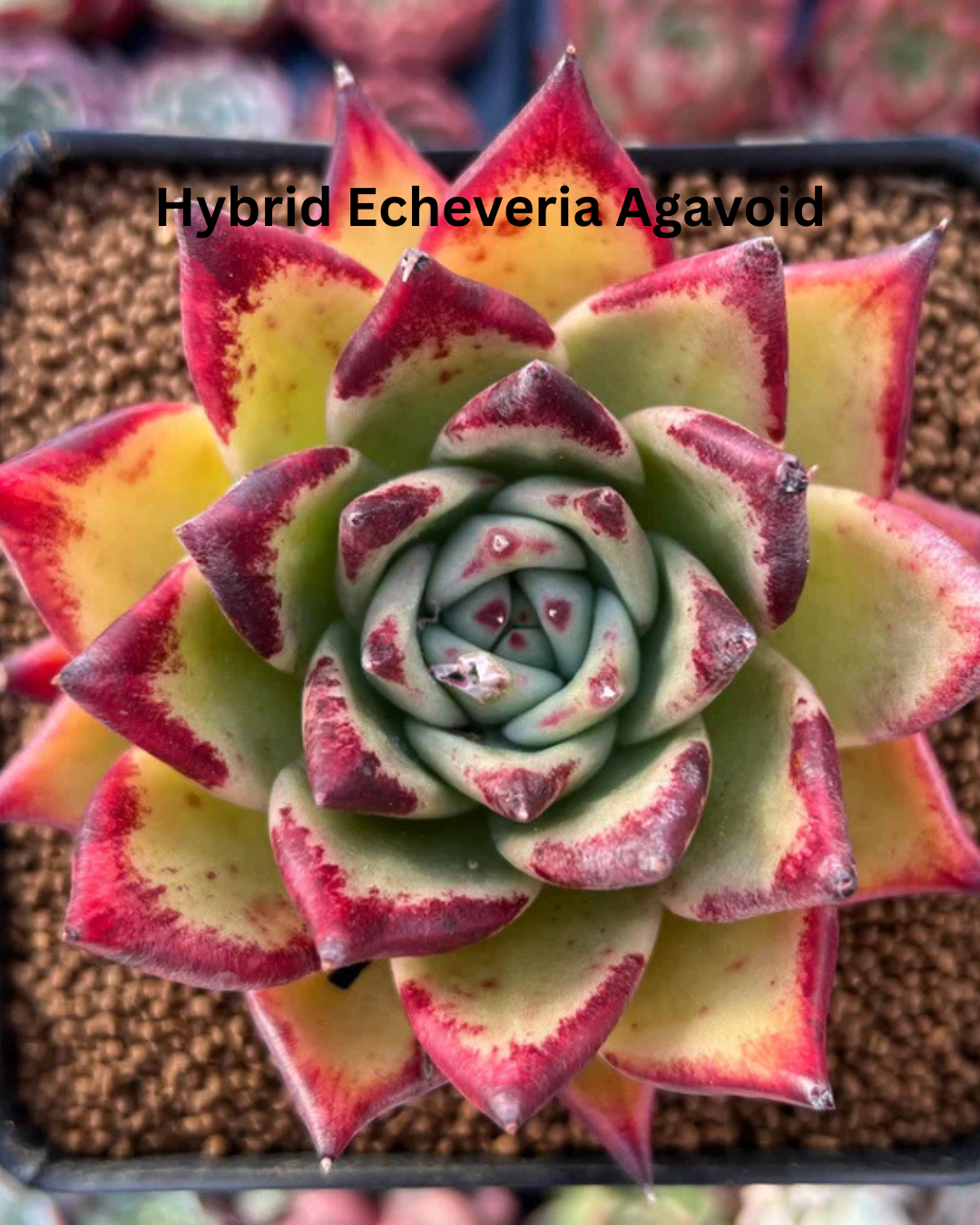 The Ultimate Echeveria Collection - 8 Different Varieties of Echeverias