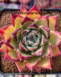 The Ultimate Echeveria Collection - 8 Different Varieties of Echeverias - plant store® 