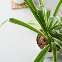 Chlorophytum Spider Plant