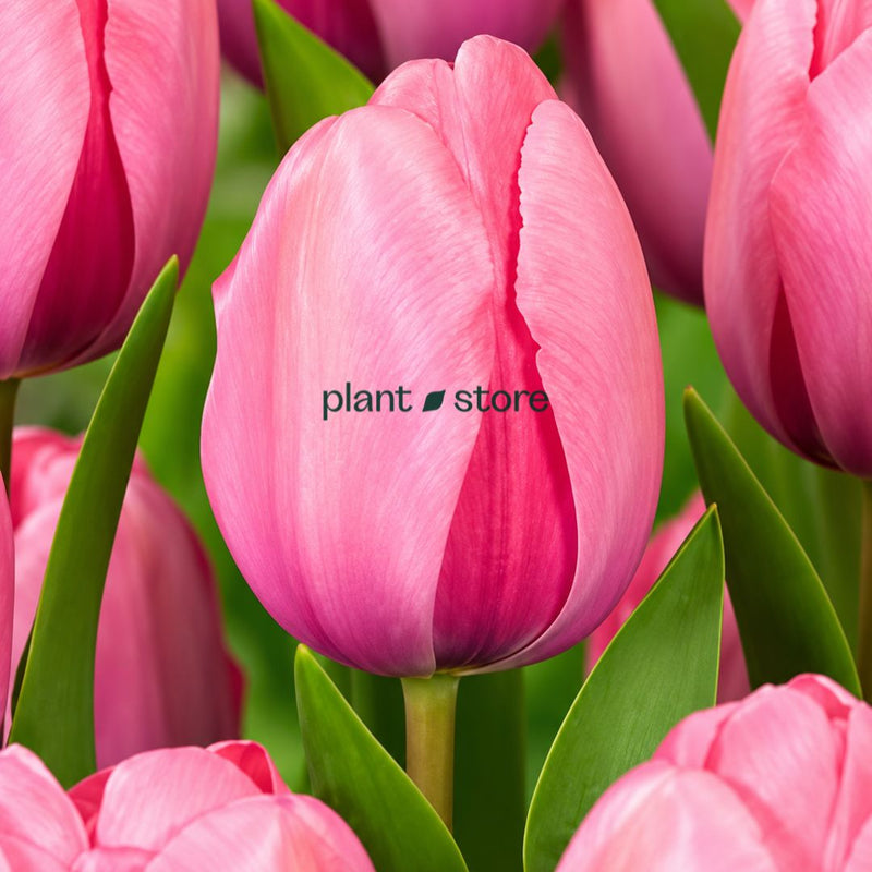 Dutch Tulip Pink Impression  Flowering Bulbs (Netherland Imported)