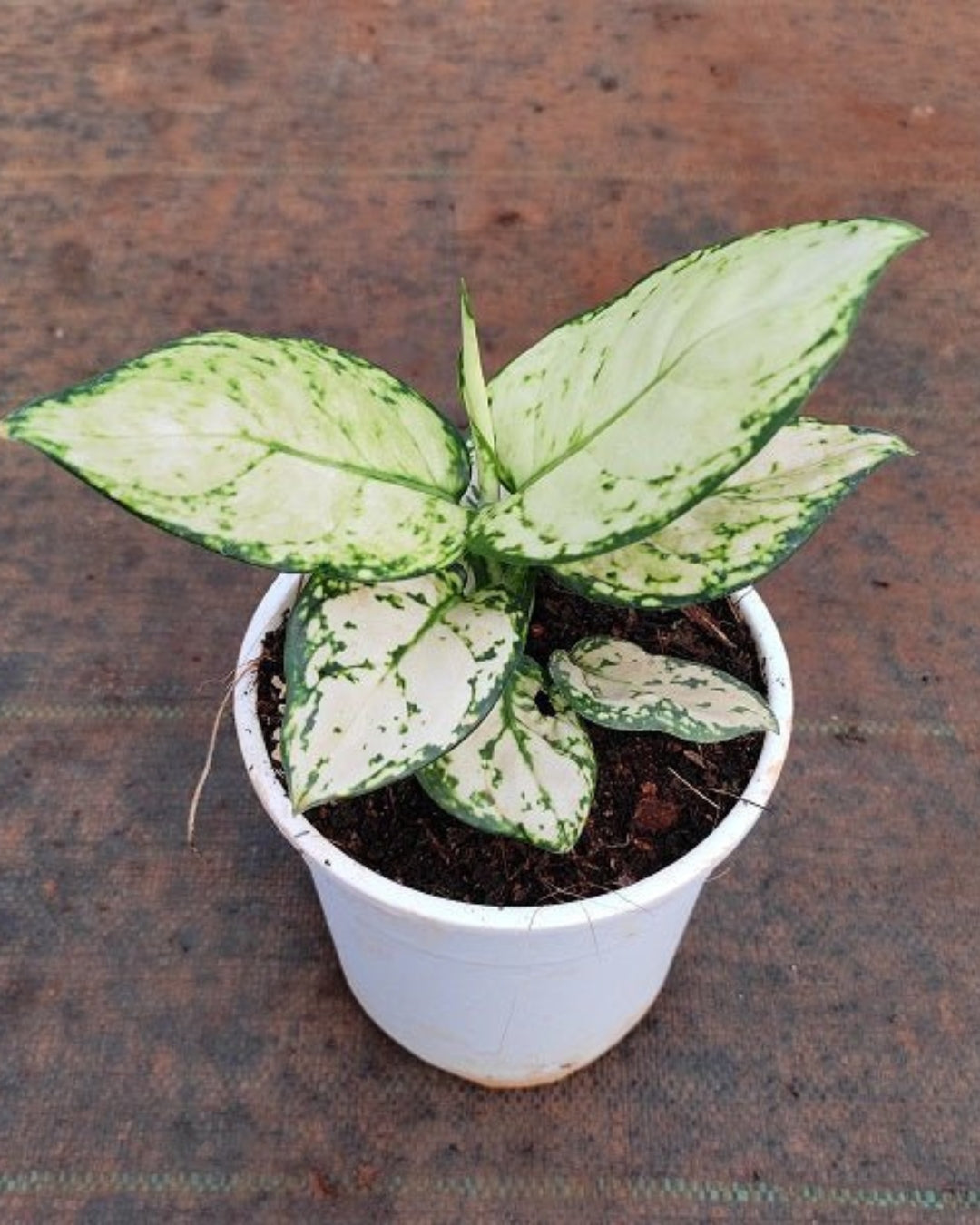 Aglaonema Super White