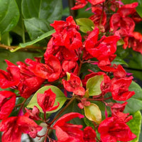 Tanglong Red Grafted Bougainvillea Plant