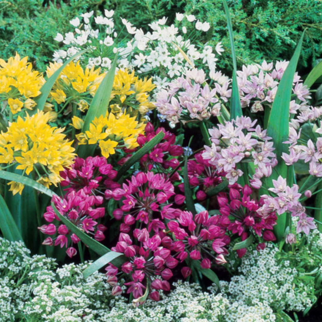 Allium Bulbs - Mix Colours