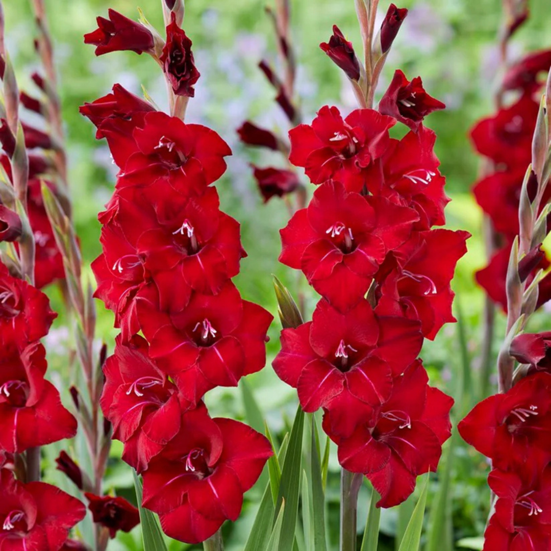 Gladiolus Bulbs - Mix Colour