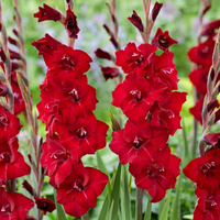 Gladiolus Bulbs - Mix Colour
