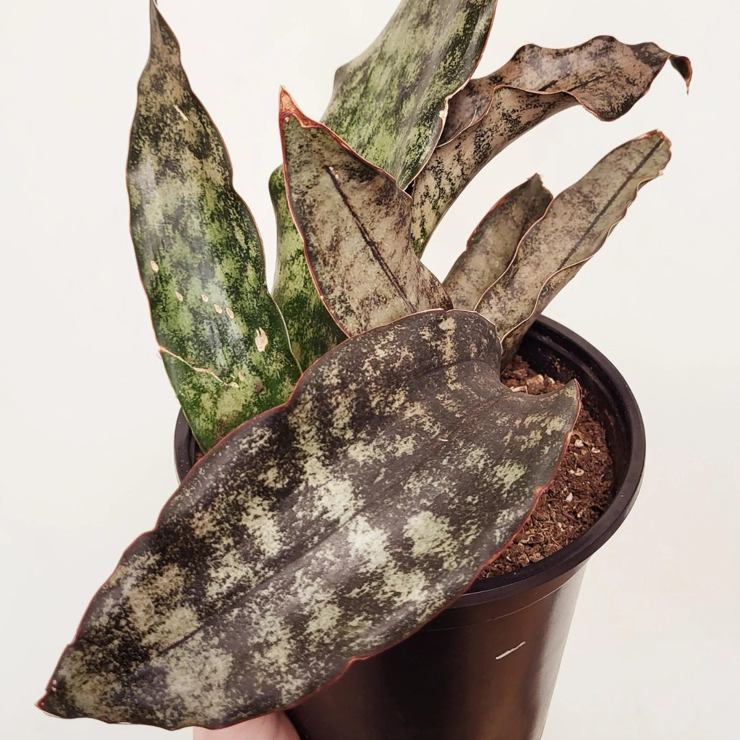 Sansevieria Kirkii Coppertone (Bare Rooted)