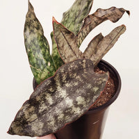 Sansevieria Kirkii Coppertone (Bare Rooted)
