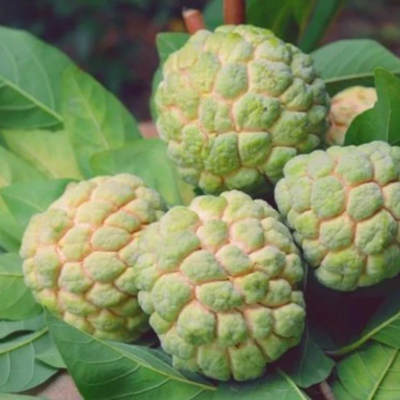 Green Custard Apple Grafted Tree