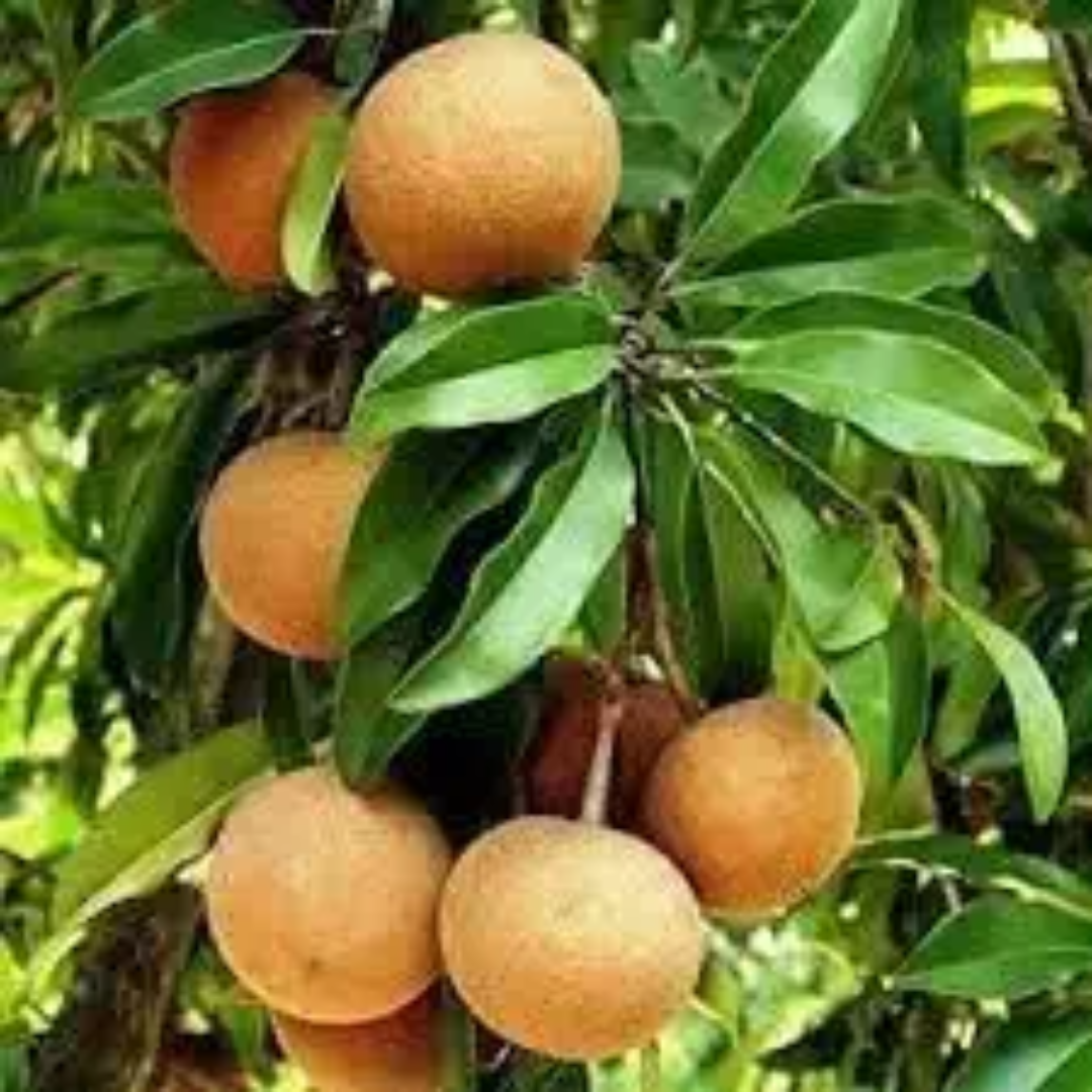Cricket Ball Chiku Grafted Tree