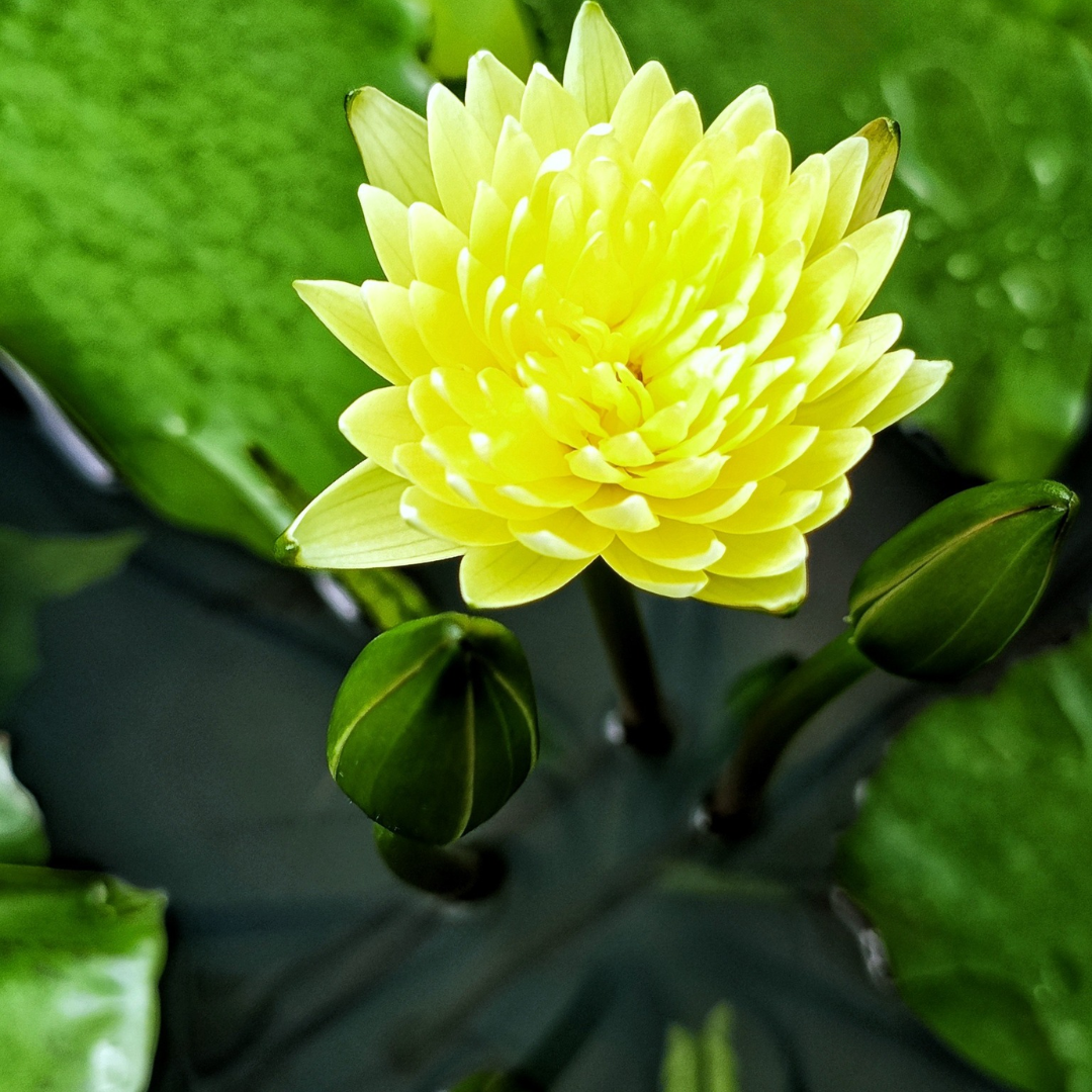 Golden Friendship Tropical Waterlily