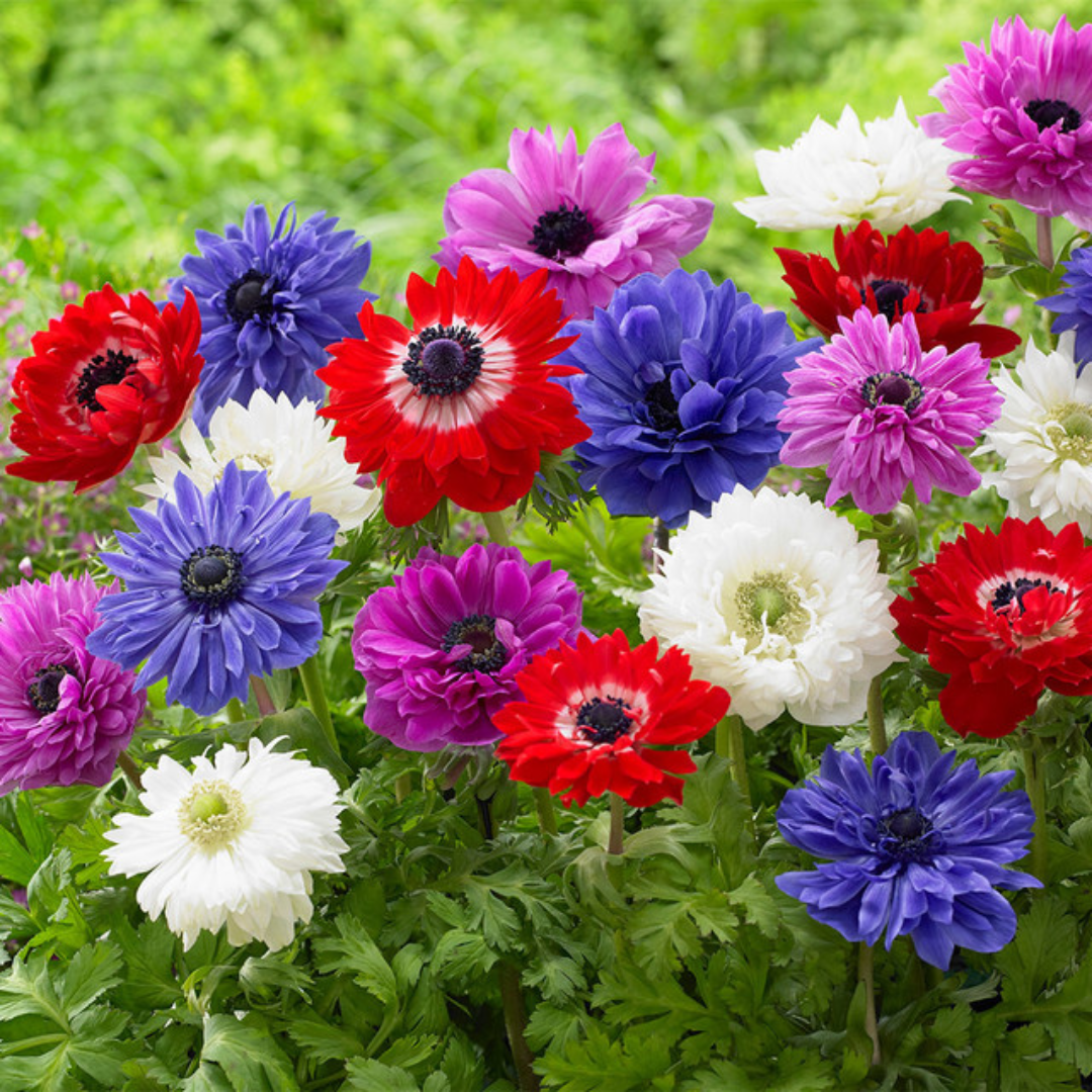 Anemone Bulbs - Mix Colours (Imported)