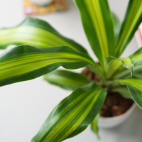Dracaena Dara Singh