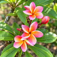 Thai Champa (Plumeria) Assorted Colour