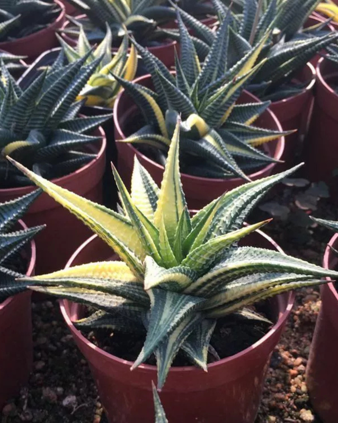 Haworthia Limifolia Variegated - plant store® 