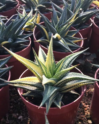 Haworthia Limifolia Variegated - plant store® 