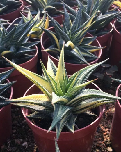 Haworthia Limifolia Variegated