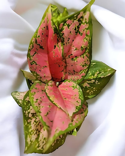 Aglaonema Lady Valentine