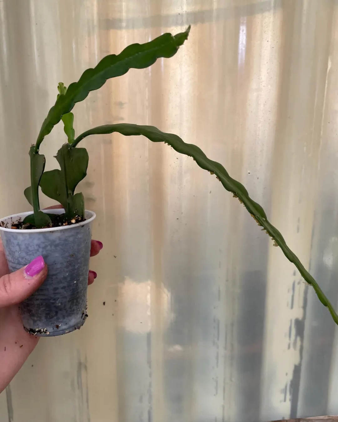Fishbone Cactus (Plant it Yourself) Bare Rooted - plant store® 
