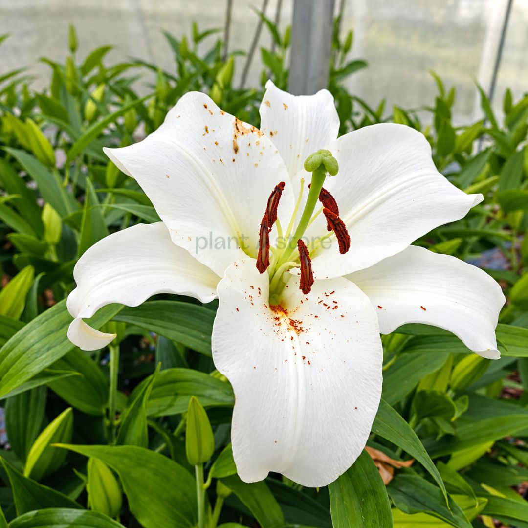 Oriental Lily Bulbs - White Colour