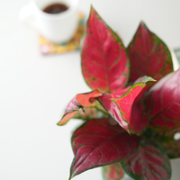 Aglaonema Lady Valentine