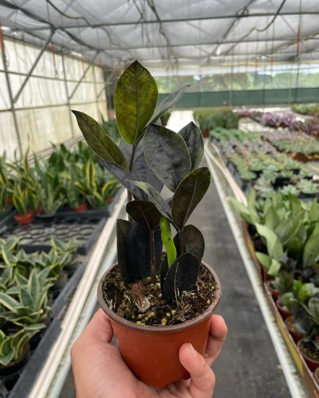 Zamioculcas Zamiifolia Raven "Black" ZZ Plant