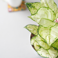 Aglaonema Super White