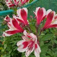 Alstroemeria Flowering Bulbs
