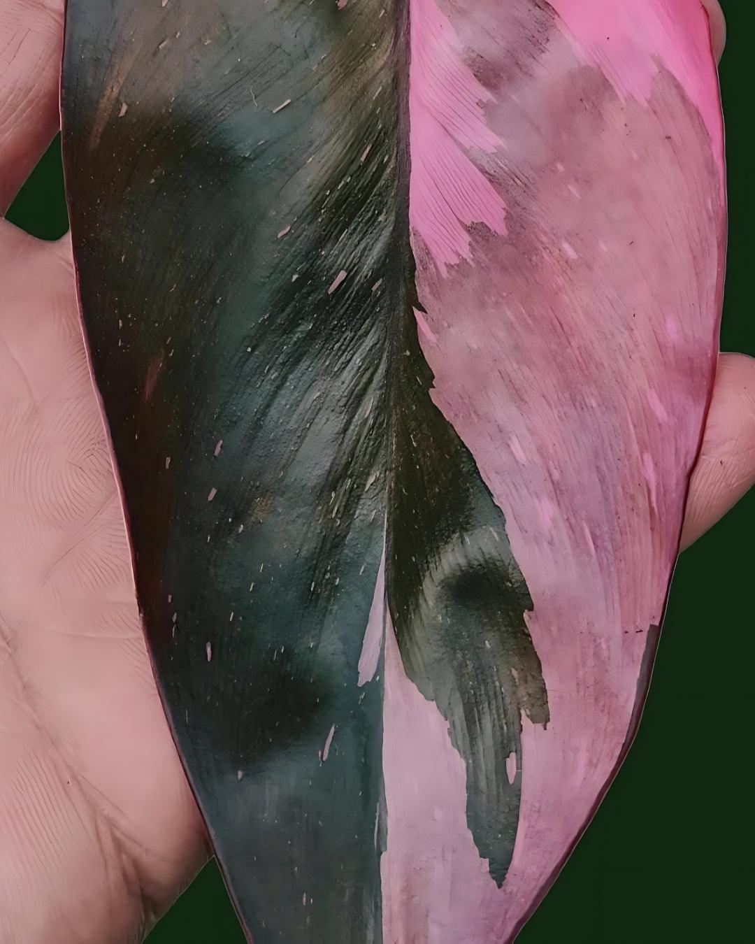 Philodendron Erubescens - Pink Princess - plant store® 