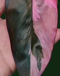 Philodendron Erubescens - Pink Princess - plant store® 
