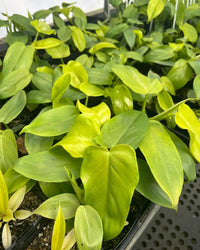 Philodendron Violin Green - plant store® 