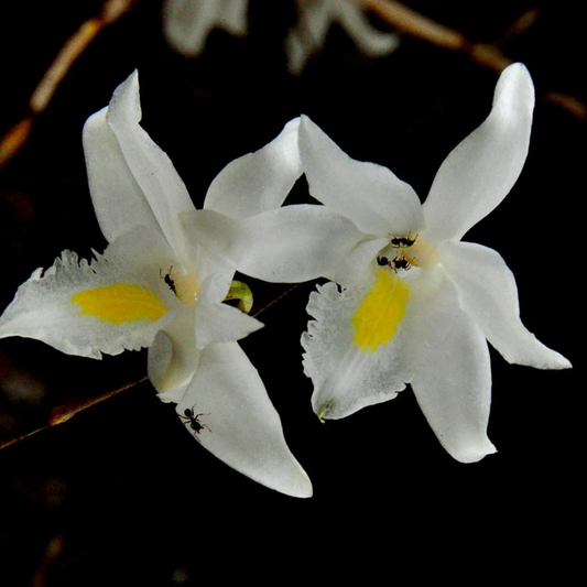 Dendrobium Pigeon (Blooming Size) Hybrid