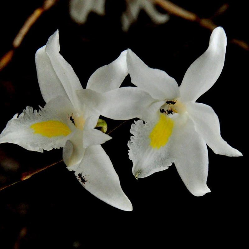 Dendrobium Pigeon (Blooming Size) Hybrid - plant store® 