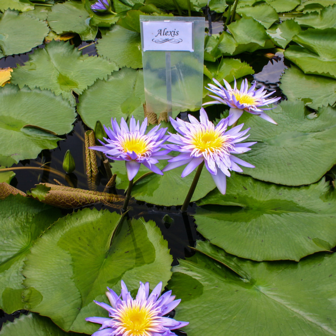 Alexis Tropical Waterlily