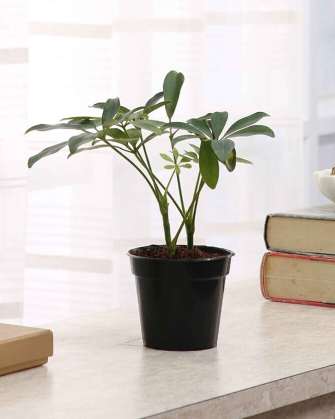 Schefflera Green Plant with Pot