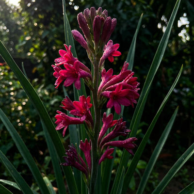 Rajnigandha Hybrid (Tube Rose) - Large Bulbs