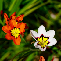 Sparaxis Bulbs - Mix Colours