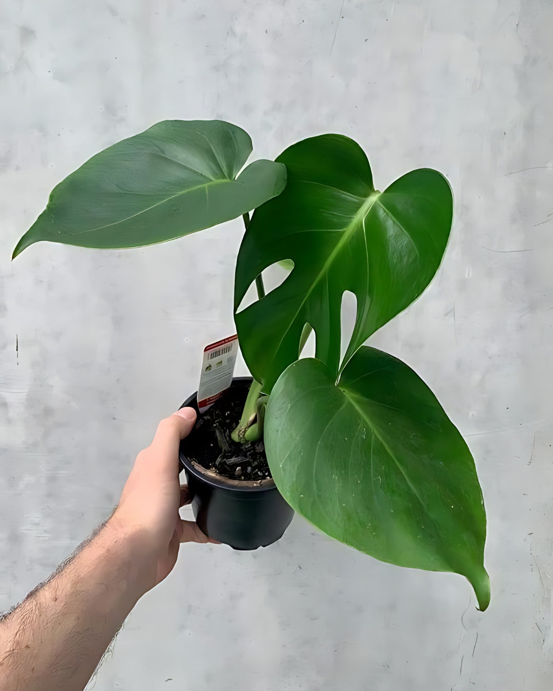 Monstera Deliciosa Plant