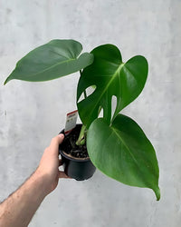 Monstera Deliciosa Plant - plant store® 