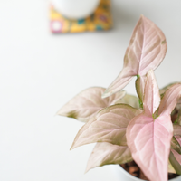 Syngonium Mickey