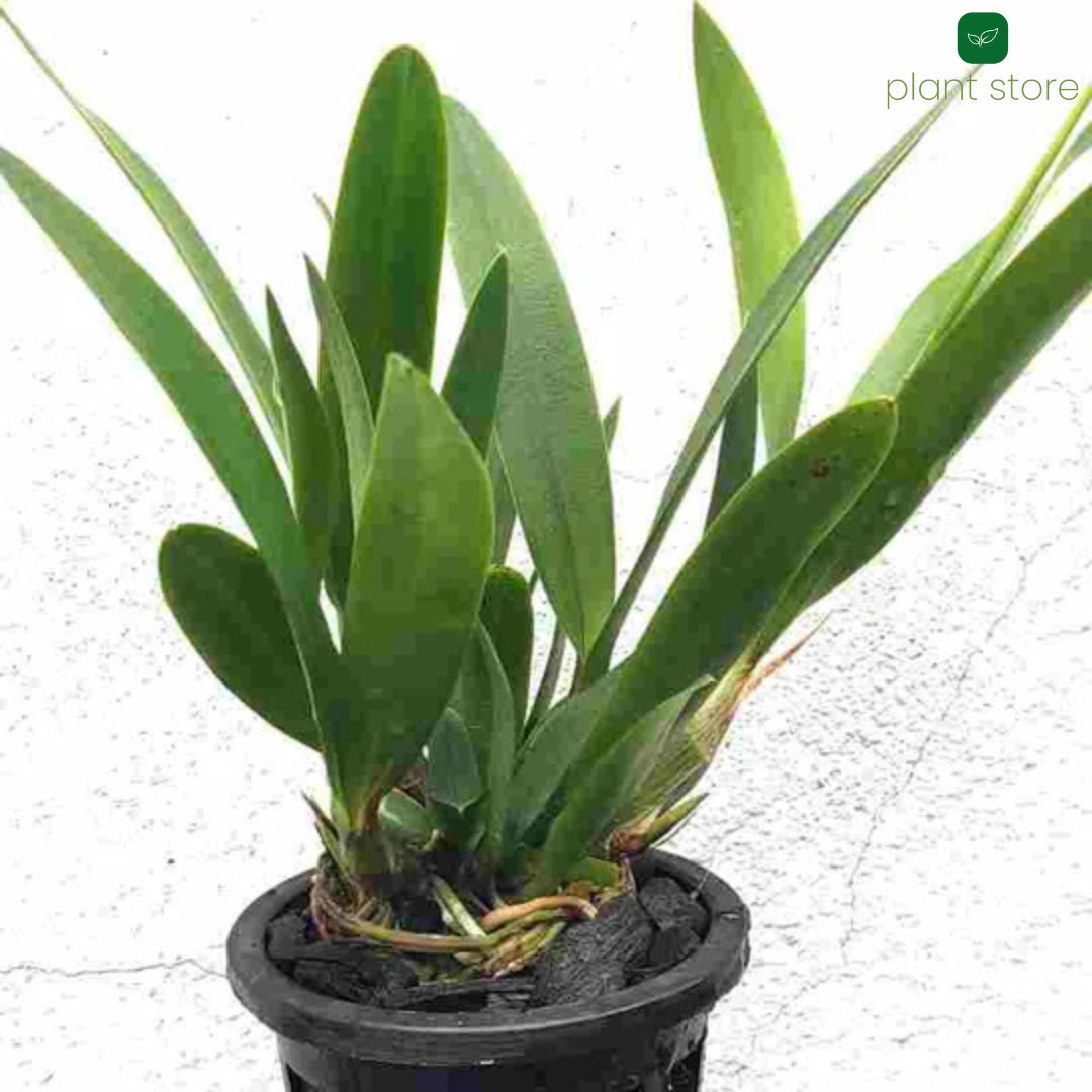 Cattleya Chantly Lace Hybrid Blooming Size - plant store® 