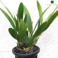 Cattleya Chantly Lace Hybrid Blooming Size - plant store® 