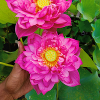 Amore Jia Lotus Tuber