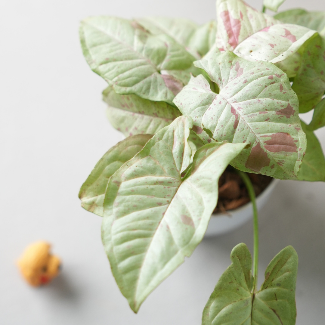Syngonium Milk Confetti