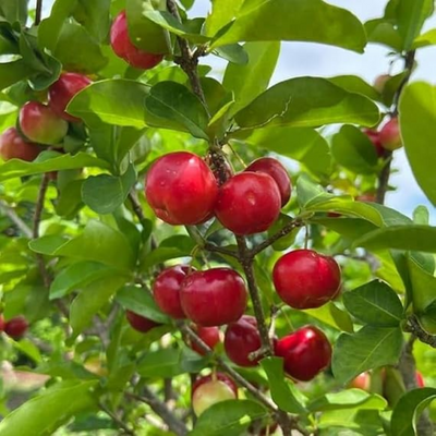 Barbados cherry Grafted Tree