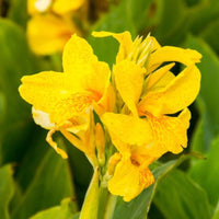 Canna Lily Flowering Bulbs (Red, Pink, Orange, Yellow)