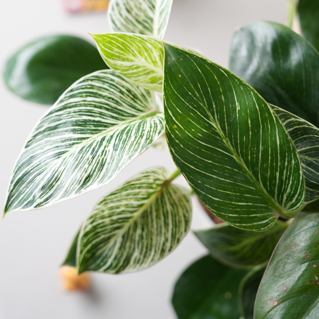 Philodendron Birkin