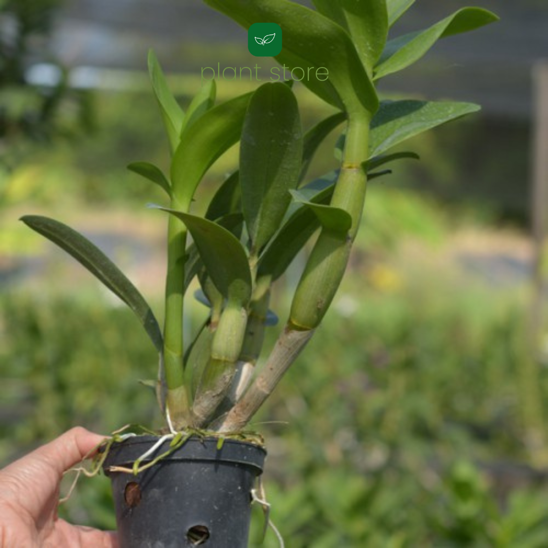 Dendrobium Peach (Near Blooming Size) - plant store® 