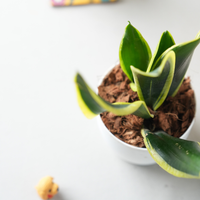 Snake Plant (Sansevieria Laurentii)