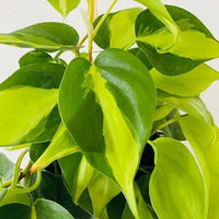 Philodendron Oxycardium Variegated