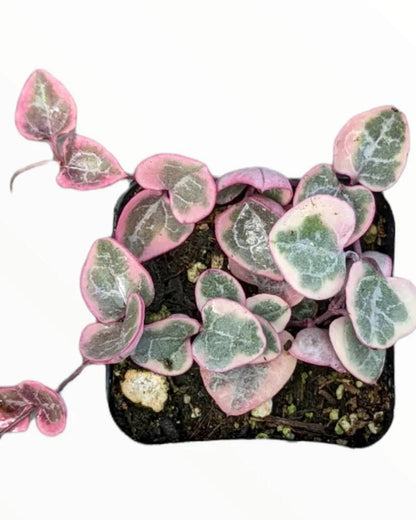 Rare String of Hearts Variegated (Plant it Yourself) Bare Rooted